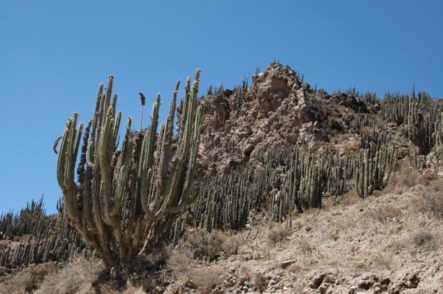 136_Peru_Colca_Tal.JPG