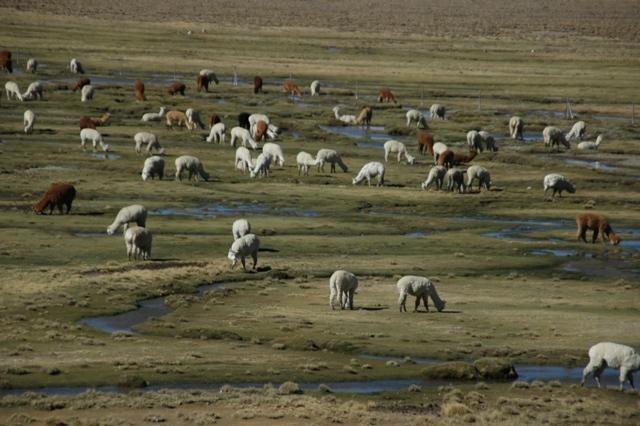 154_Peru_Lamas.JPG
