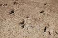 120_Peru_Dinosaurierspuren