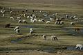 154_Peru_Lamas