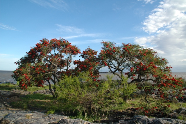 050_Uruguay_Colonia.JPG