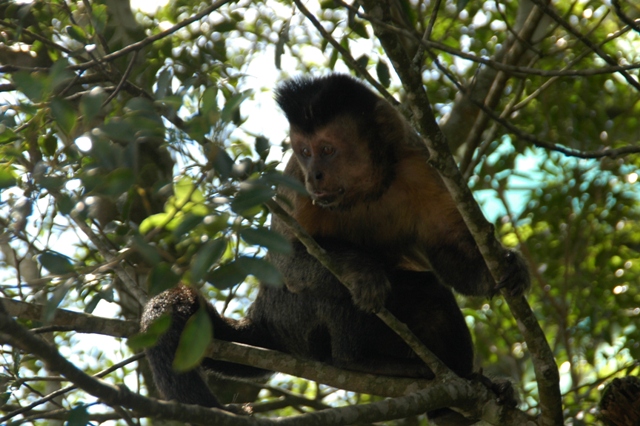 270_Brazil_Rio_de_Janeiro_Monkey.JPG