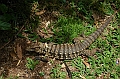 155_Argentina_Iguacu_Lizard