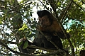 270_Brazil_Rio_de_Janeiro_Monkey