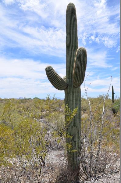 057_Arizona_Tucson_Saguaro_NP04.JPG