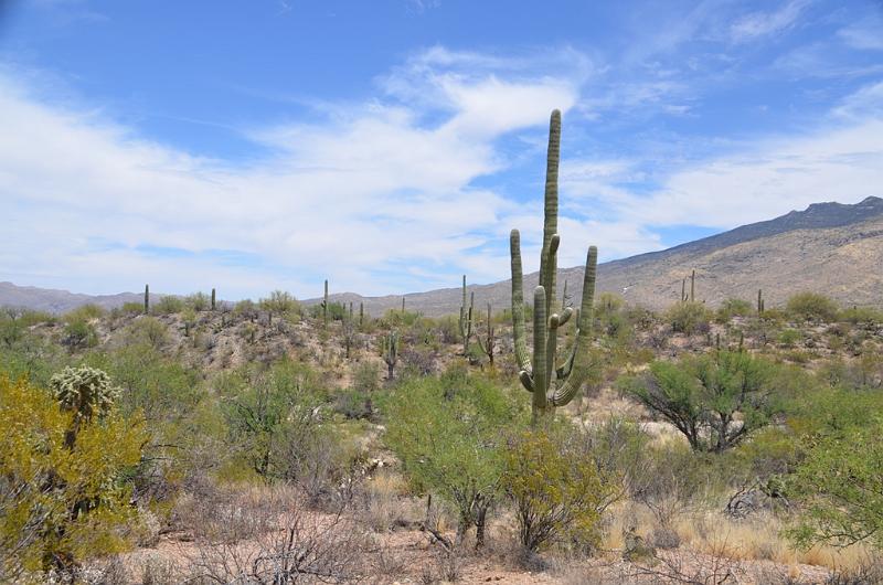 058_Arizona_Tucson_Saguaro_NP05.JPG
