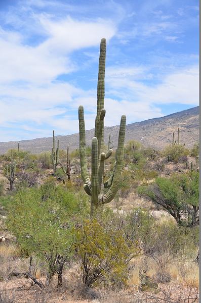 059_Arizona_Tucson_Saguaro_NP06.JPG