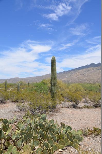 060_Arizona_Tucson_Saguaro_NP07.JPG