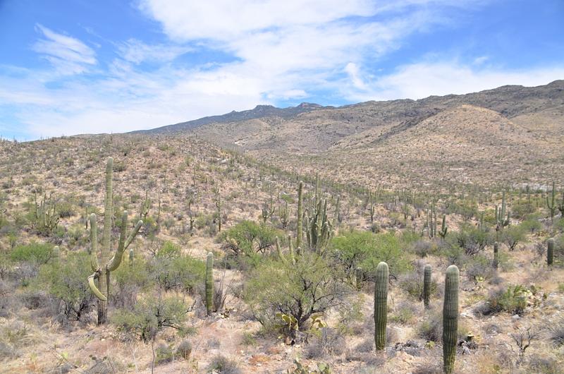 074_Arizona_Tucson_Saguaro_NP21.JPG