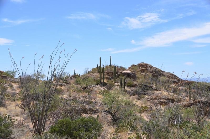 076_Arizona_Tucson_Saguaro_NP23.JPG