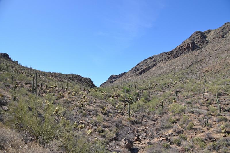 085_Arizona_Tucson_Saguaro_NP07.JPG