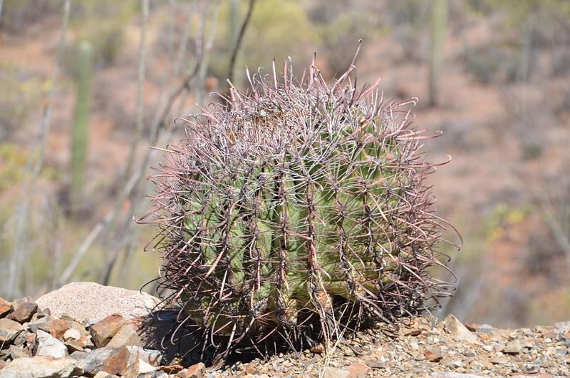103_Arizona_Tucson_Saguaro_NP25.JPG