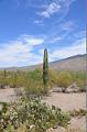 060_Arizona_Tucson_Saguaro_NP07