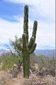 064_Arizona_Tucson_Saguaro_NP11