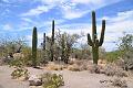 068_Arizona_Tucson_Saguaro_NP15