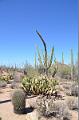 097_Arizona_Tucson_Saguaro_NP19