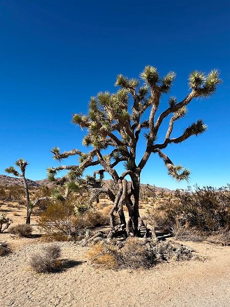 015_USA_Kalifornien­_Joshua_Tree_Nationalpark .JPG