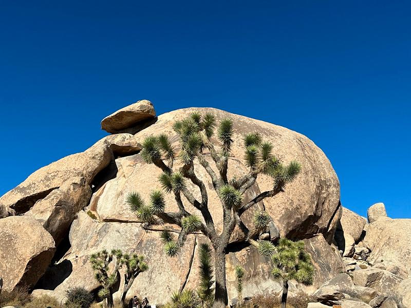 024_USA_Kalifornien­_Joshua_Tree_Nationalpark .JPG