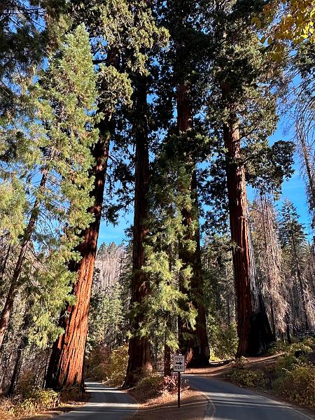 176_USA_Kalifornien_Sequoia_NP.JPG