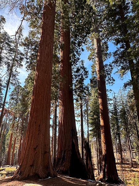 178_USA_Kalifornien_Sequoia_NP.JPG