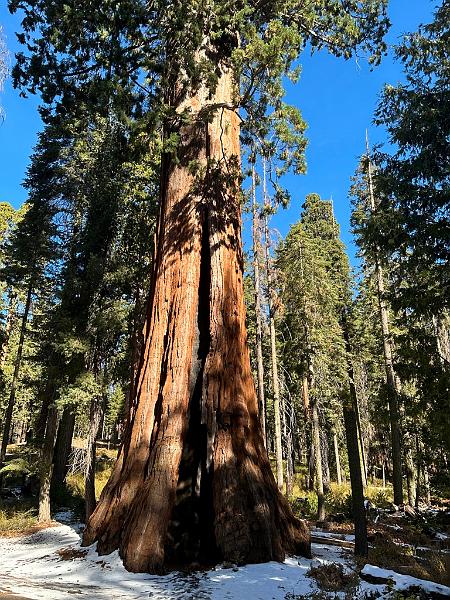 188_USA_Kalifornien_Sequoia_NP.JPG