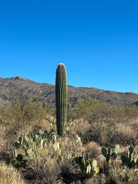 399_USA_Arizona_Saguaro_NP.JPG