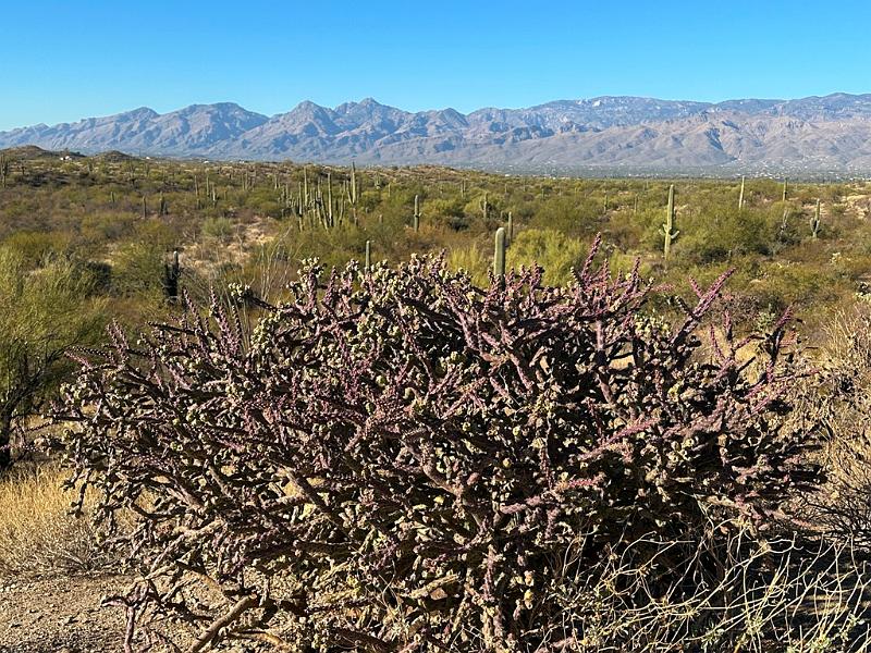404_USA_Arizona_Saguaro_NP.JPG