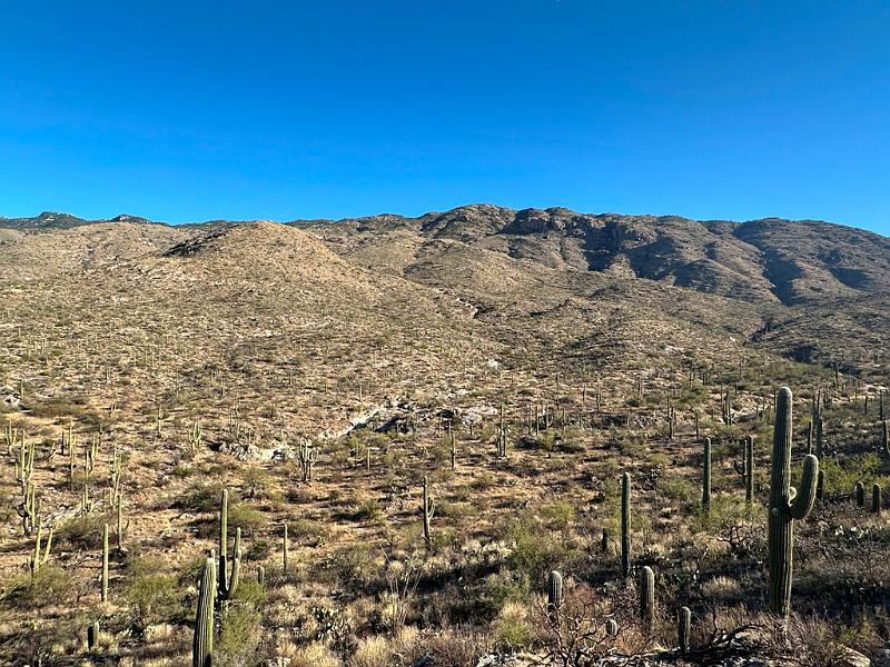 408_USA_Arizona_Saguaro_NP.JPG