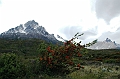 153_Patagonia_Chile_NP_Torres_del_Paine